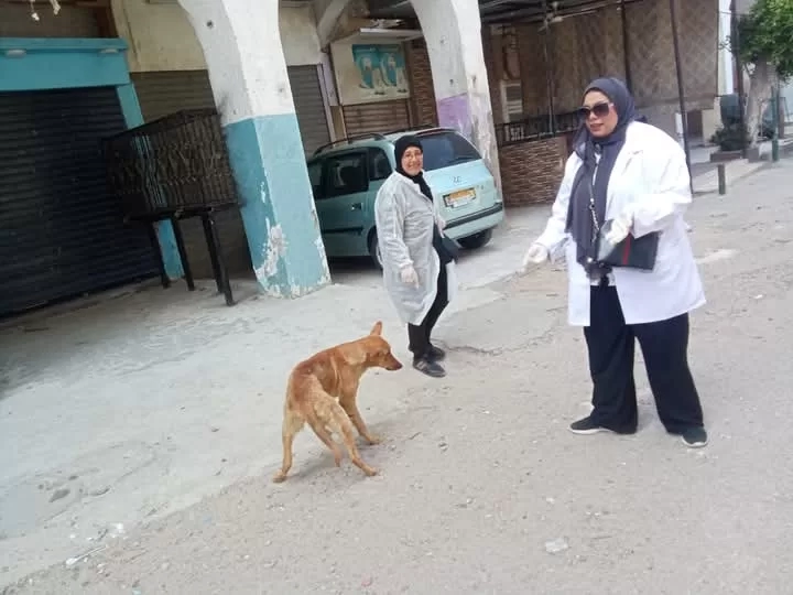 "حي العرب" يتحرك ضد السعار.. حملة مكبرة لتطعيم كلاب الشوارع ببورسعيد 19 - جريدة المساء