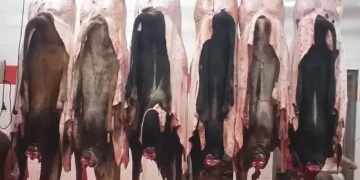 احذر الغرامة.. محافظ الجيزة يحظر نقل وحفظ جلود الهدي والأضاحي دون تصريح 1 - جريدة المساء