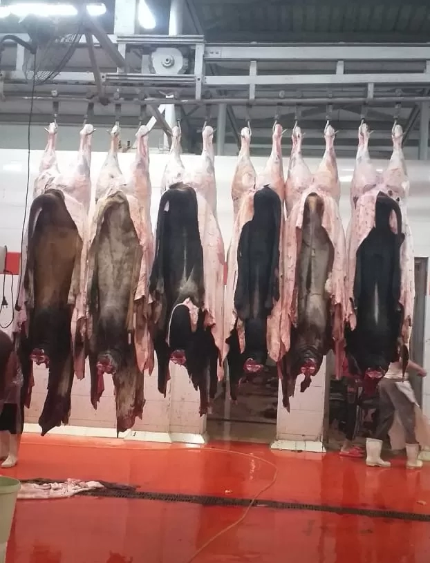 احذر الغرامة.. محافظ الجيزة يحظر نقل وحفظ جلود الهدي والأضاحي دون تصريح 19 - جريدة المساء