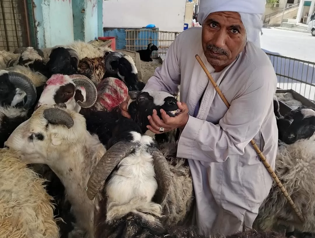 استعدادًا لعيد الأضحى.. حملات تفتيشية مكثفة لـ«بيطري البحر الأحمر» على شوادر الغردقة 19 - جريدة المساء