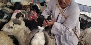 استعدادًا لعيد الأضحى.. حملات تفتيشية مكثفة لـ«بيطري البحر الأحمر» على شوادر الغردقة 1 - جريدة المساء