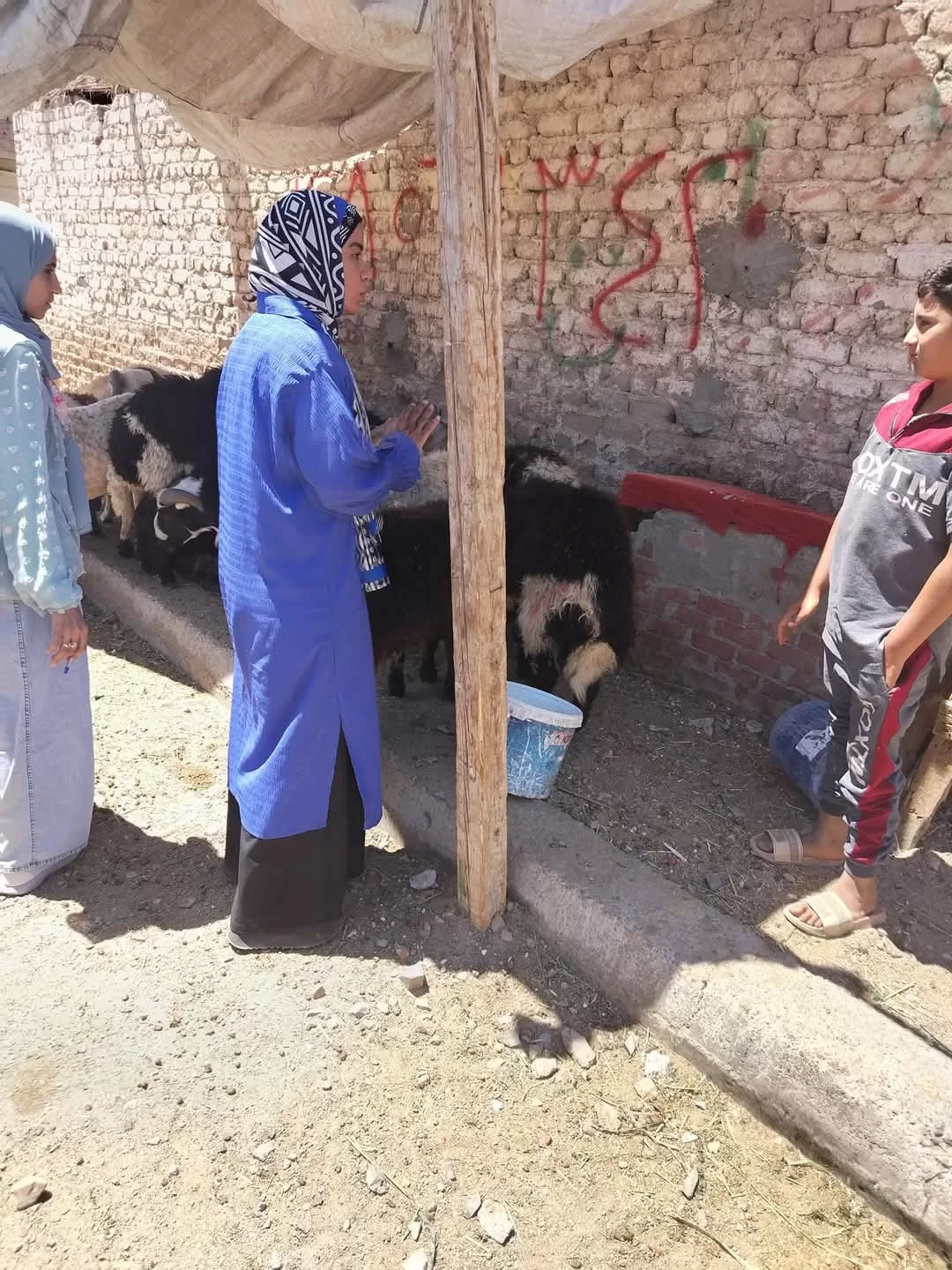 استعدادًا لعيد الأضحى.. حملات تفتيشية مكثفة لـ«بيطري البحر الأحمر» على شوادر الغردقة 23 - جريدة المساء