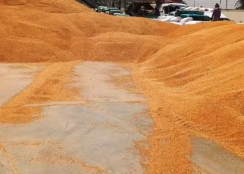 في إنجاز غير مسبوق.. سوهاج تتجاوز المستهدف السنوي لتوريد القمح قبل انتهاء الموسم 25 - جريدة المساء