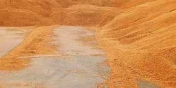 في إنجاز غير مسبوق.. سوهاج تتجاوز المستهدف السنوي لتوريد القمح قبل انتهاء الموسم 1 - جريدة المساء