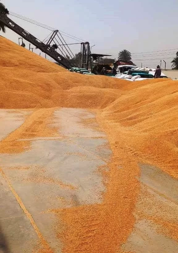 في إنجاز غير مسبوق.. سوهاج تتجاوز المستهدف السنوي لتوريد القمح قبل انتهاء الموسم 16 - جريدة المساء