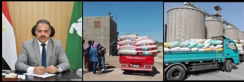 استمرار تدفق الأقماح الذهبية للمواقع التخزينية بالشرقية 16 - جريدة المساء