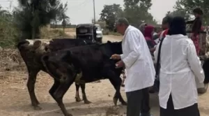 قافلة بيطرية مجانية لحزب حماة الوطن بأبوخليفة بالقنطرة غرب 27 - جريدة المساء