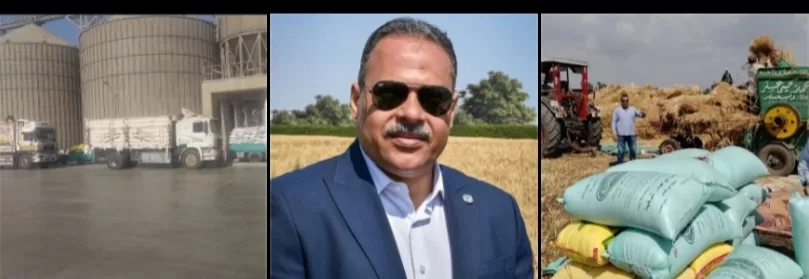 الشرقية تتصدر محافظات الجمهورية في توريد القمح المحلي.. أكثر من 570 ألف طن حتى الآن وسط إشادة بجهود الرئيس السيسي 42 - جريدة المساء