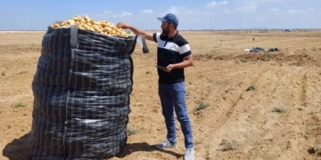 فحص أكثر من مليون طن بطاطس مائدة معدة للتصدير لمختلف دول العالم 1 - جريدة المساء