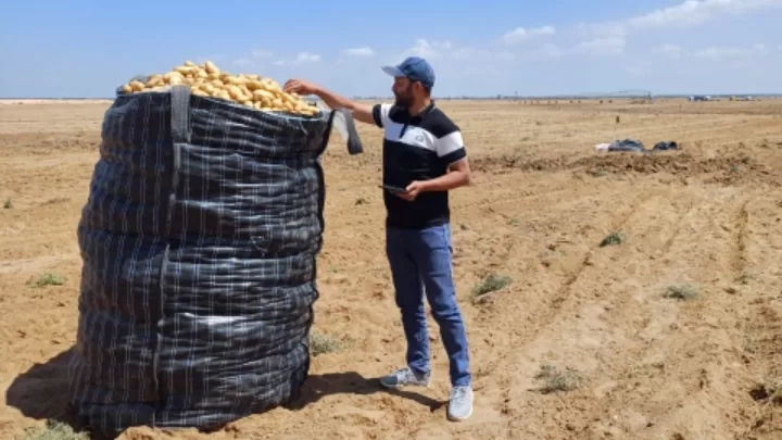 فحص أكثر من مليون طن بطاطس مائدة معدة للتصدير لمختلف دول العالم 17 - جريدة المساء