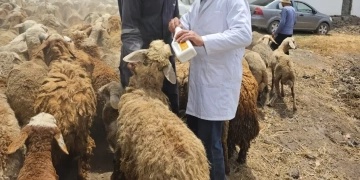 "الزراعة" تطلق 9 قوافل بيطرية علاجية مجانية في 5 محافظات 1 - جريدة المساء