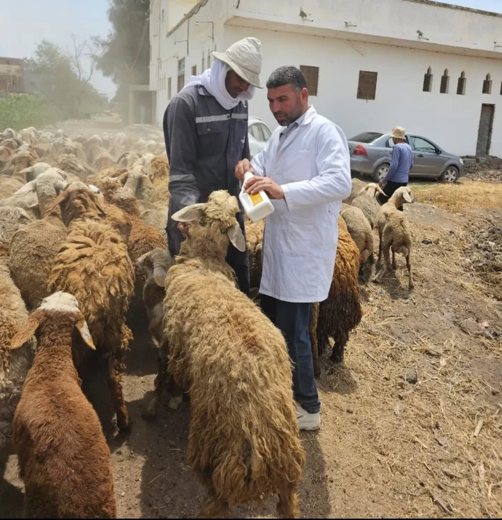 "الزراعة" تطلق 9 قوافل بيطرية علاجية مجانية في 5 محافظات 19 - جريدة المساء