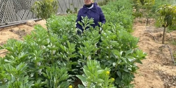 مركز البحوث الزراعية : التوصل لمعزز نمو طبيعى للنبات يزيد الإنتاج ٤٠%, 1 - جريدة المساء