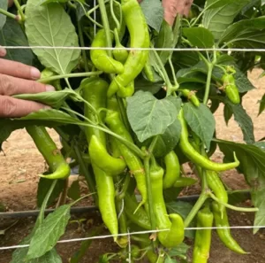 مركز البحوث الزراعية : التوصل لمعزز نمو طبيعى للنبات يزيد الإنتاج ٤٠%, 19 - جريدة المساء