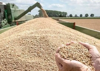 وزير الزراعة يعلن الانتهاء من حصاد 3.1 مليون فدان منزرعة بالقمح بنسبة تتجاوز 98%.. وتوريد أكثر من 3.2 مليون طن. 17 - جريدة المساء