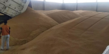 صوامع وشون وبناكر أسوان تستلم 270 ألفا و255 طنا من القمح من داخل وخارج المحافظة 1 - جريدة المساء