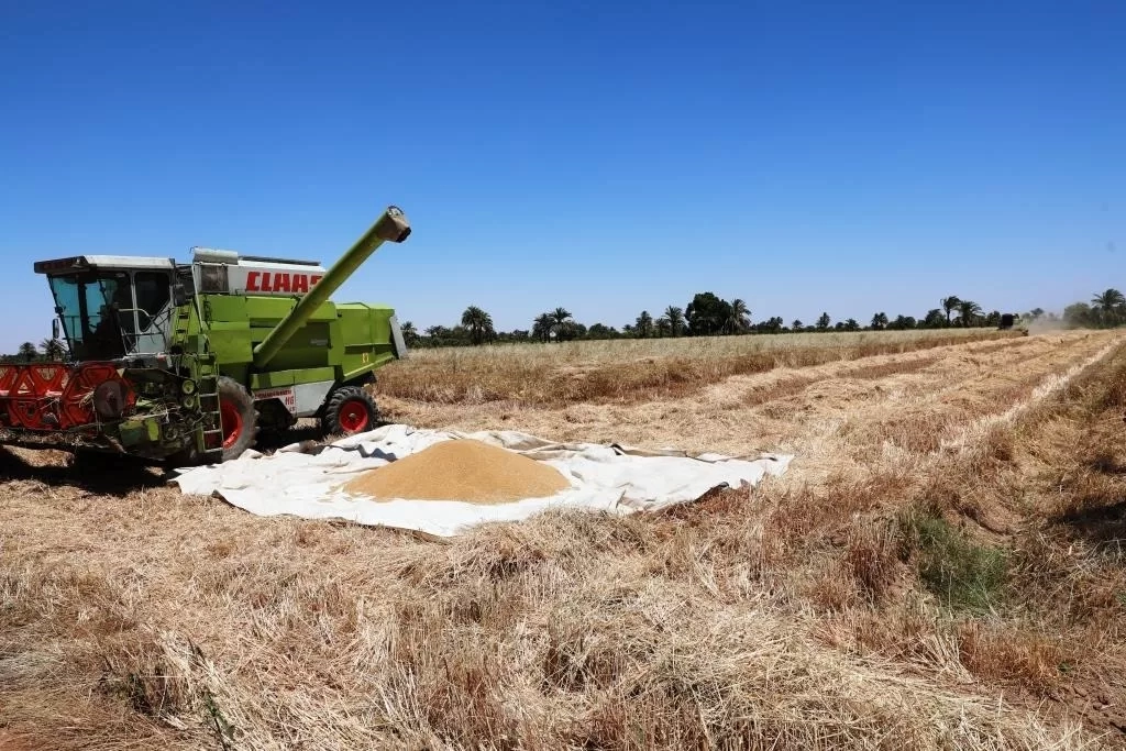 محصول القمح