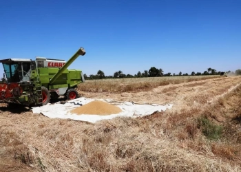 محصول القمح