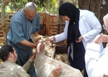 تحصين 350 ألف رأس ماشية ضد الحمى القلاعية و الوادي المتصدع.. بالمنوفية 25 - جريدة المساء