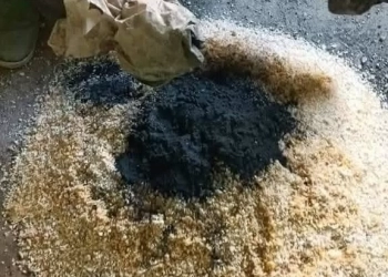 زراعة المنيا : حملة لمكافحة القوارض عقب حصاد المحاصيل الشتوية 28 - جريدة المساء