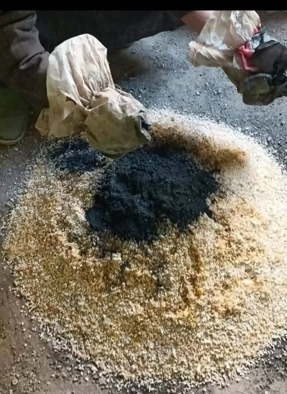 زراعة المنيا : حملة لمكافحة القوارض عقب حصاد المحاصيل الشتوية 19 - جريدة المساء