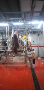 فتح ٢٣ مجزرًا مجانًا بالجيزة للمواطنين خلال أيام عيد الأضحى 27 - جريدة المساء