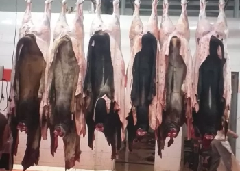 فتح ٢٣ مجزرًا مجانًا بالجيزة للمواطنين خلال أيام عيد الأضحى 27 - جريدة المساء