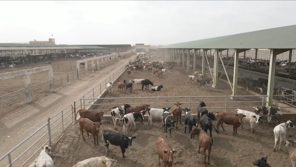 بنك الطعام يطلق صك الأضحية لتوزيع أكثر من 300 طن لحوم على الأولى بالرعاية 20 - جريدة المساء مزرعة الأضحية فى البحيرة