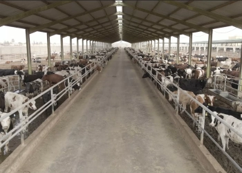 مزرعة الأضحية فى البحيرة