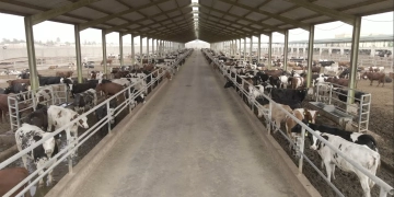 بنك الطعام يطلق صك الأضحية لتوزيع أكثر من 300 طن لحوم على الأولى بالرعاية 1 - جريدة المساء مزرعة الأضحية فى البحيرة