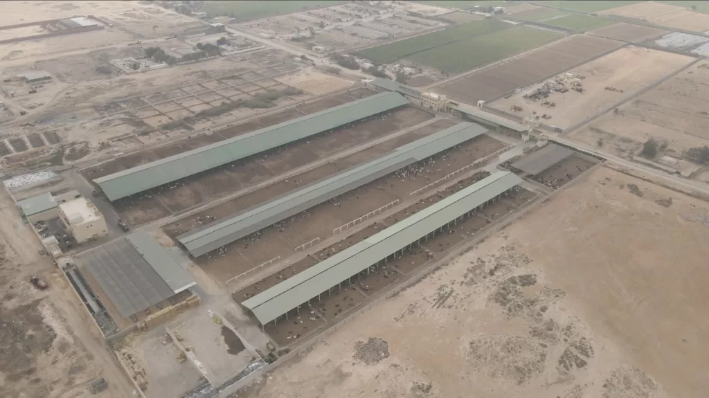 بنك الطعام يطلق صك الأضحية لتوزيع أكثر من 300 طن لحوم على الأولى بالرعاية 22 - جريدة المساء بنك الطعام يطلق صك الأضحية لتوزيع أكثر من 300 طن لحوم على الأولى بالرعاية 21 - جريدة المساء