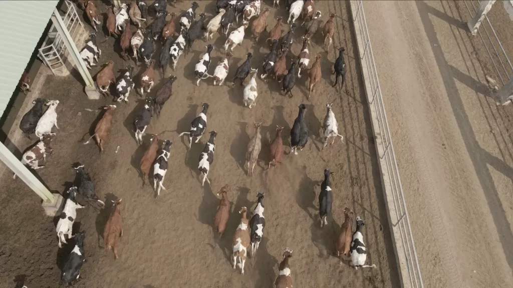 بنك الطعام يطلق صك الأضحية لتوزيع أكثر من 300 طن لحوم على الأولى بالرعاية 19 - جريدة المساء مزرعة الأضاحى فى البحيرة