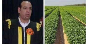 باحث : زراعة الفول السوداني بالتكنولوجيا الحديثة "فرس رهان" الأراضي الجديدة 1 - جريدة المساء