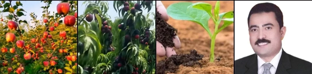 من أجل فلاح منتج وتربة حية.. وصفة علمية مصرية لتحقيق الاستدامة الزراعية وتقليل تكلفة الأسمدة الكيماوية 16 - جريدة المساء من أجل فلاح منتج وتربة حية.. وصفة علمية مصرية لتحقيق الاستدامة الزراعية وتقليل تكلفة الأسمدة الكيماوية 15 - جريدة المساء