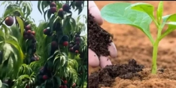 من أجل فلاح منتج وتربة حية.. وصفة علمية مصرية لتحقيق الاستدامة الزراعية وتقليل تكلفة الأسمدة الكيماوية 2 - جريدة المساء من أجل فلاح منتج وتربة حية.. وصفة علمية مصرية لتحقيق الاستدامة الزراعية وتقليل تكلفة الأسمدة الكيماوية 1 - جريدة المساء