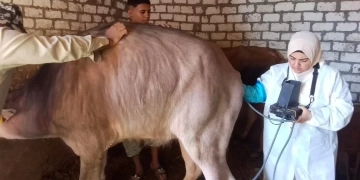 الخدمات البيطريه: تشخيص وعلاج اكتر من 37 ألف رأس ماشية وتلقيح أكثر من 42 ألف من الجاموس والأبقار.. 1 - جريدة المساء