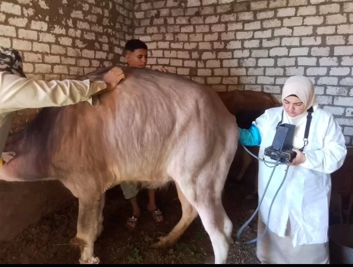 الخدمات البيطريه: تشخيص وعلاج اكتر من 37 ألف رأس ماشية وتلقيح أكثر من 42 ألف من الجاموس والأبقار.. 19 - جريدة المساء