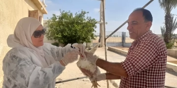 "الزراعة" تواصل أعمال التحصين بمزارع واسواق الدواجن 2 - جريدة المساء "الزراعة" تواصل أعمال التحصين بمزارع واسواق الدواجن 1 - جريدة المساء