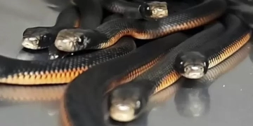 "الزراعة": احباط محاولة تهريب كبرى لعشرات الزواحف والكائنات النادرة بمطار القاهرة الدولي 1 - جريدة المساء