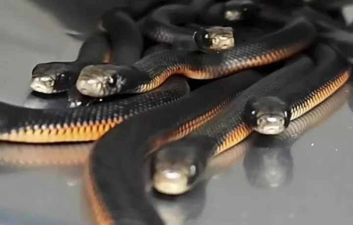 "الزراعة": احباط محاولة تهريب كبرى لعشرات الزواحف والكائنات النادرة بمطار القاهرة الدولي 18 - جريدة المساء