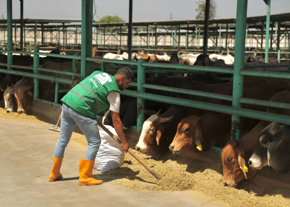 مزارع الأضاحى