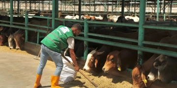 مزارع الأضاحى