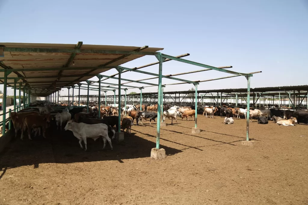 "مصر الخير" تواصل نشر فرحة العيد.. لحوم الأضاحي تصل الأسر المستحقة في 27 محافظة 18 - جريدة المساء