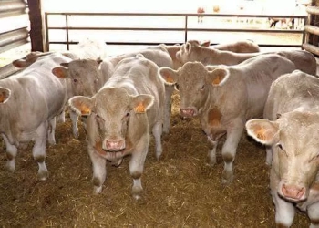 149 مليون جنيه تمويلا جديدا لـ 107 من صغار المربين ضمن مشروع البتلو 16 - جريدة المساء