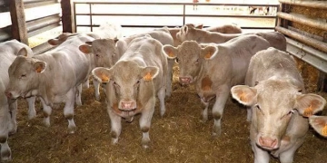 149 مليون جنيه تمويلا جديدا لـ 107 من صغار المربين ضمن مشروع البتلو 1 - جريدة المساء