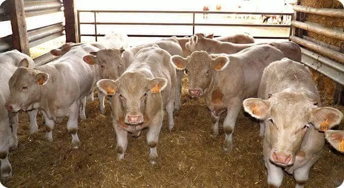 149 مليون جنيه تمويلا جديدا لـ 107 من صغار المربين ضمن مشروع البتلو 19 - جريدة المساء