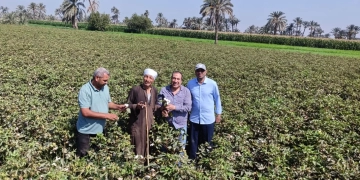 "البحوث الزراعية": حقول القطن بالفيوم بدون إصابات حشرية 2 - جريدة المساء "البحوث الزراعية": حقول القطن بالفيوم بدون إصابات حشرية 1 - جريدة المساء
