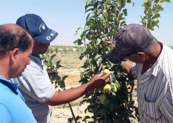 خبراء بحوث الصحراء يواصلون جولاتهم الميدانية ضمن مبادرة “اسأل واستشير” لدعم مزارعي سيناء 17 - جريدة المساء