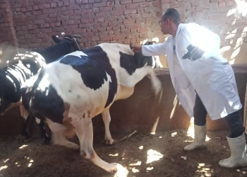 الزراعة: تحصين أكثر من 824 ألف رأس ماشية بمختلف أنحاء الجمهورية 17 - جريدة المساء