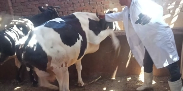 الزراعة: تحصين أكثر من 824 ألف رأس ماشية بمختلف أنحاء الجمهورية 1 - جريدة المساء